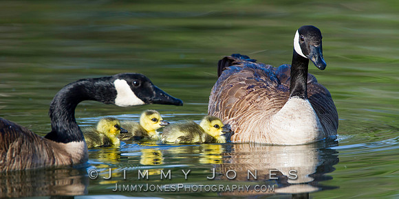 Canadian Geese w/Chicks