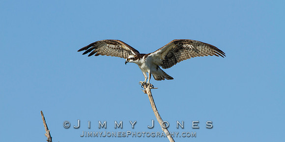 Osprey