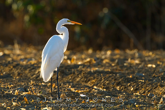 Great White Egret