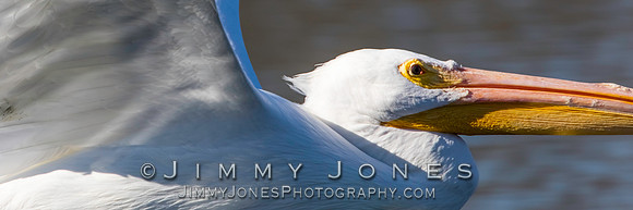 White Pelican