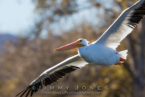 White Pelican