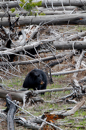 Black Bear