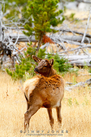 Elk Calf