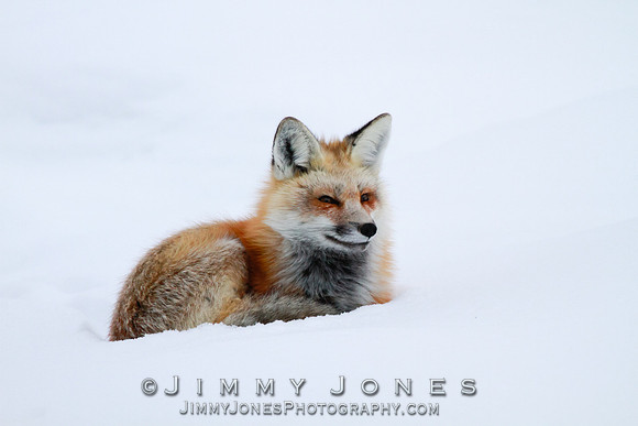 Red Fox