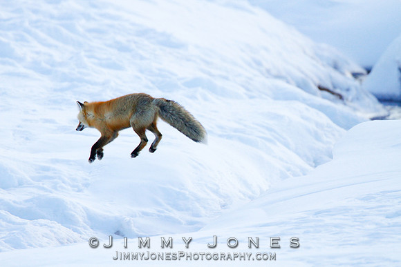 Red Fox Leap