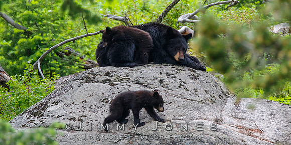 Black Bear Sow w/ Cubs