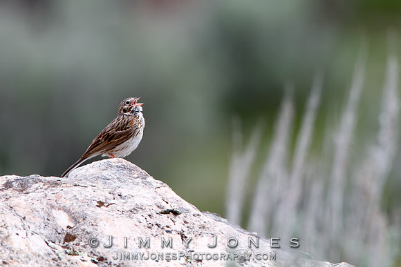 Vesper Sparrow
