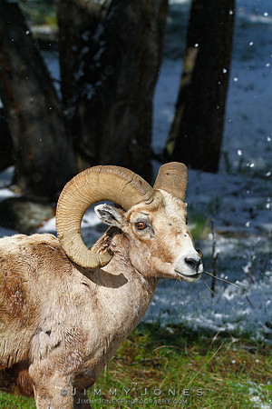 Northern Rockies Big Horn - CS/P0369