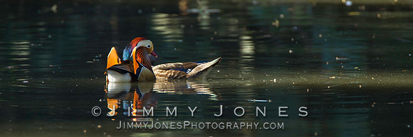 Mandarin Duck
