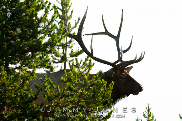 Bull Elk