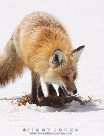 Red Fox