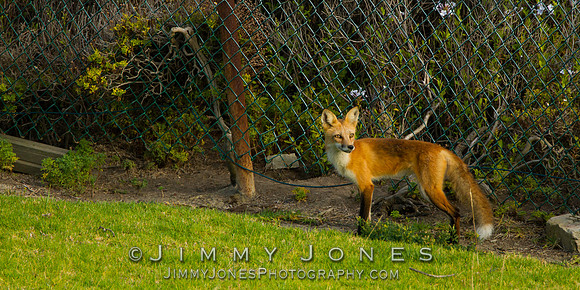 Red Fox