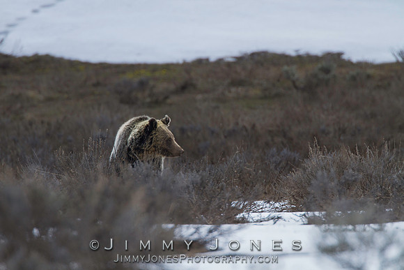 Grizzly Bear