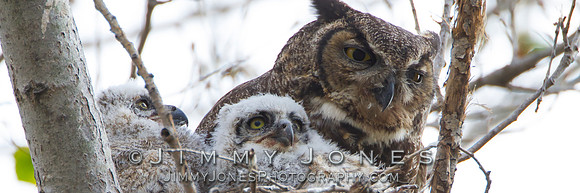 Great Horned Owls - BS/P0044