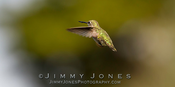 Anna's Hummingbird