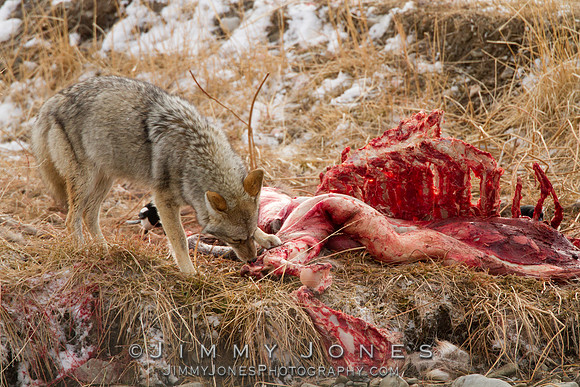 Coyote at Elk Carcass