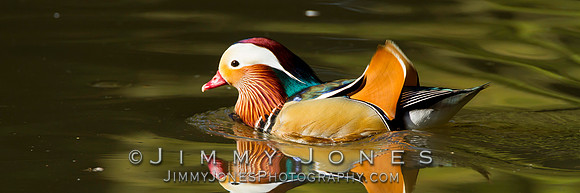 Mandarin Duck