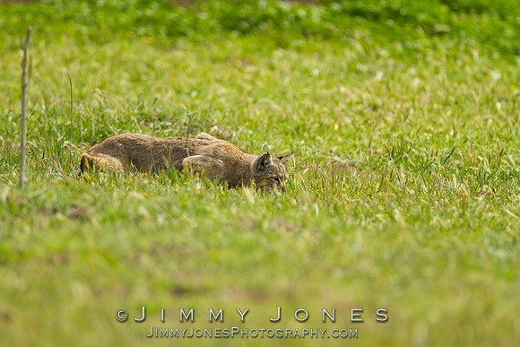 Bobcat