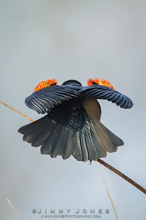 Red-Winged Blackbird