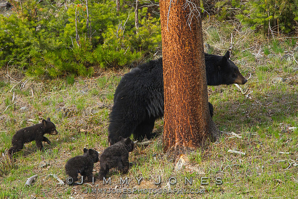 Black Bear Sow with Cubs