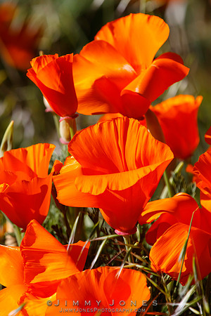 Poppies