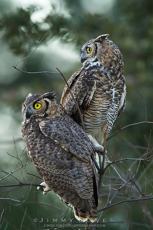 Great Horned Owls - CS/P0309