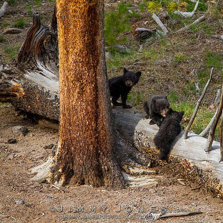 Black Bear Cubs