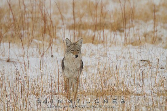 Coyote