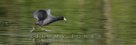 American Coot - BS/P0054