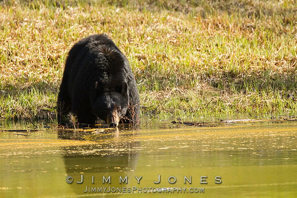 Black Bear