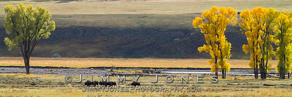 Lamer Valley Bison - BS/P0082