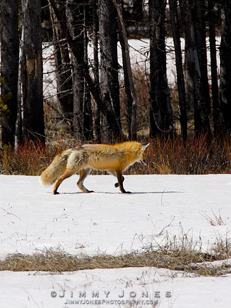 Red Fox Leap