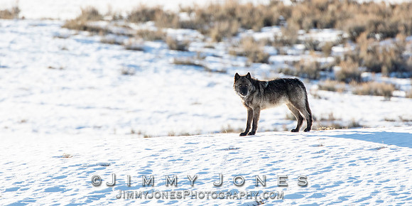 Prospect Peak Wolf