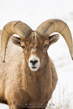Northern Rockies Big Horn - CS/P0365