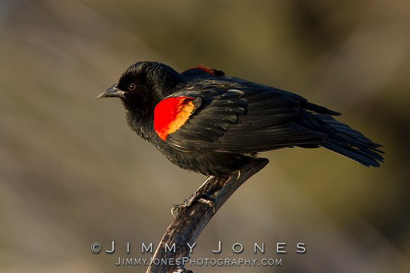 Red-Winged Blackbird