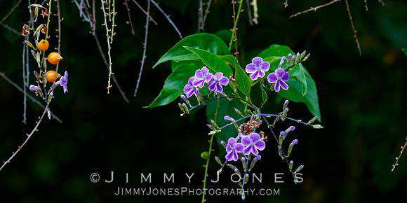 Sky Flower