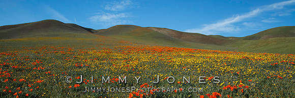 Poppy Fields - BS/P0090