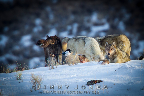 Canyon Pack Wolves