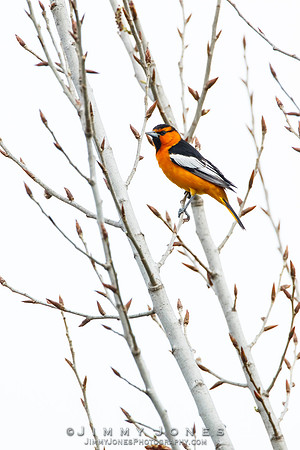 Bullock's Oriole
