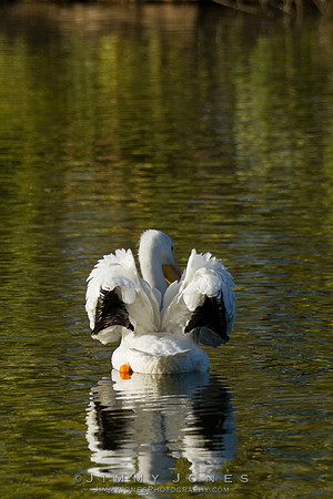 White Pelican