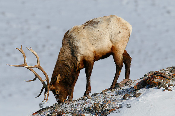 Bull Elk