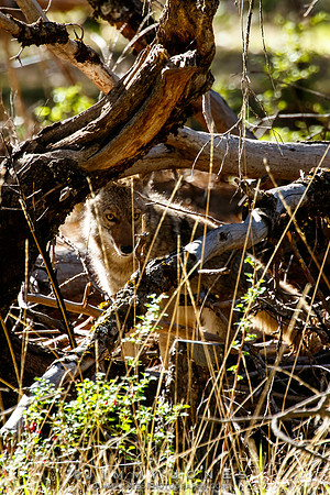 Coyote