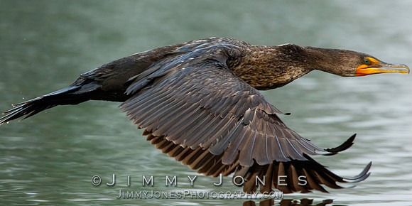 Double-Crested Cormorant