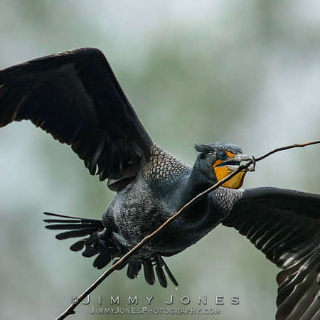 Double-Crested Cormorant