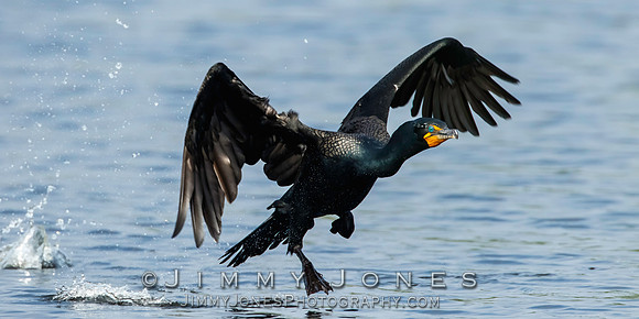 Double-Crested Cormorant