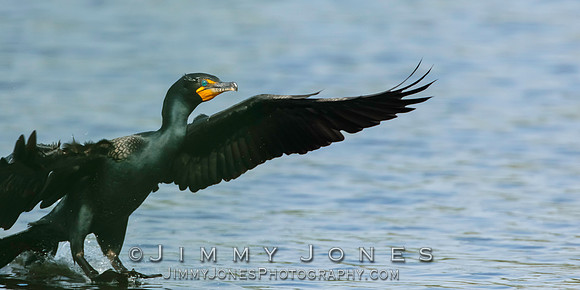Double-Crested Cormorant