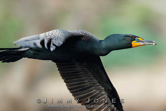 Double-Crested Cormorant
