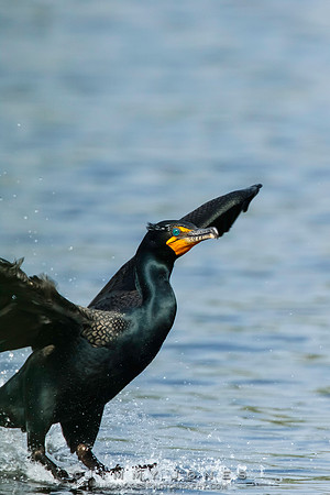 Double-Crested Cormorant
