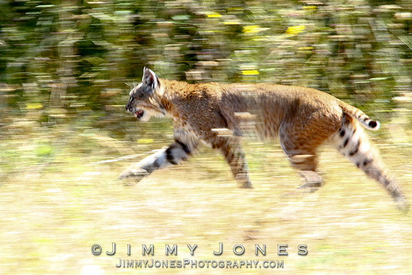 Bobcat
