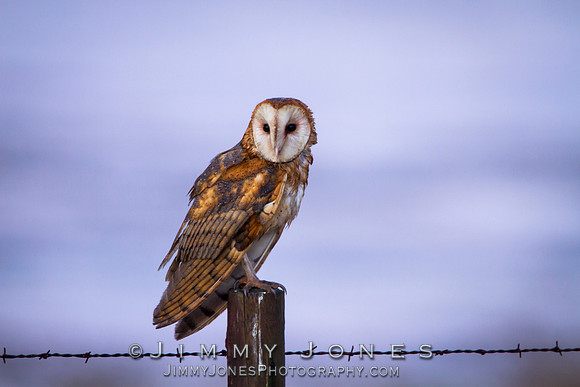 Barn Owl